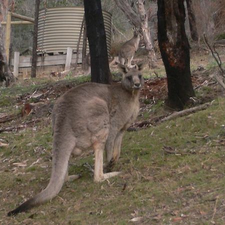 The Ledge Holiday House Halls Gap Extérieur photo
